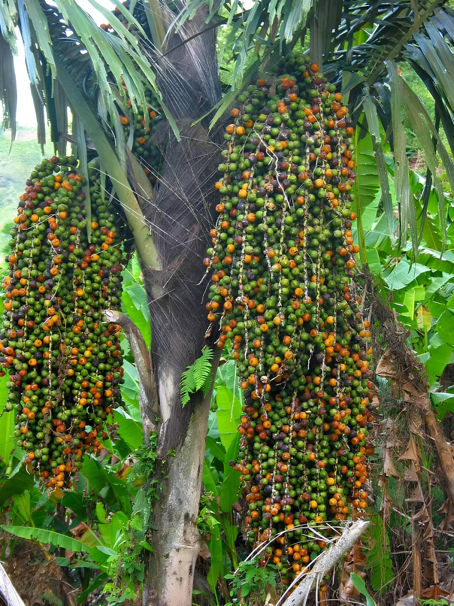 Coconut sugar production